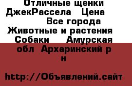 Отличные щенки ДжекРассела › Цена ­ 50 000 - Все города Животные и растения » Собаки   . Амурская обл.,Архаринский р-н